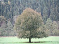 whole tree